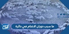 ما سبب دوران الاغنام في دائرة 2025 2 ما سبب دوران الاغنام في دائرة