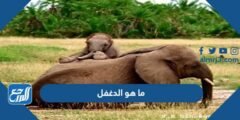 ما هو الدغفل - 2025 1 ما هو الدغفل - موقع المرجع