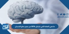 ما هي المادة التي تشكل 80% من حجم دماغ الإنسان