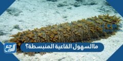 ماالسهول القاعية المنبسطة؟ - 2025 3 ماالسهول القاعية المنبسطة؟ - موقع المرجع