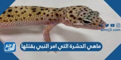 ماهي الحشرة التي امر النبي بقتلها 2025 2 ماهي الحشرة التي امر النبي بقتلها