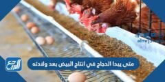 متى يبدا الدجاج في انتاج البيض بعد ولادته 2025 3 متى يبدا الدجاج في انتاج البيض بعد ولادته