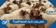 متى يجب شراء اضحية العيد؟ 2025 2 متى يجب شراء اضحية العيد؟
