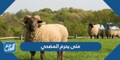 متى يحرم المضحي وشروط الإحرام لغير الحاج 2025 1 متى يحرم المضحي وشروط الإحرام لغير الحاج