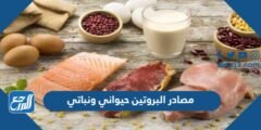 مصادر البروتين حيواني ونباتي - 2025 3 مصادر البروتين حيواني ونباتي - موقع المرجع