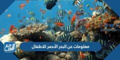 معلومات عن البحر الأحمر للاطفال بالصور 2025 2 معلومات عن البحر الأحمر للاطفال بالصور