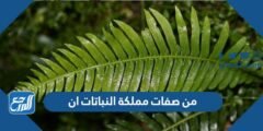 من صفات مملكة النباتات أن