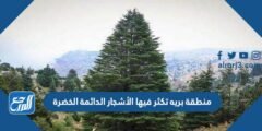 منطقة بريه تكثر فيها الأشجار الدائمة الخضرة 2025