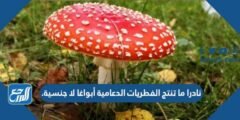 نادرا ما تنتج الفطريات الدعامية أبواغا لا جنسية. 2025 2 نادرا ما تنتج الفطريات الدعامية أبواغا لا جنسية.