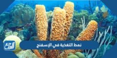 نمط التغذية في الإسفنج - 2025 1 نمط التغذية في الإسفنج - موقع المرجع