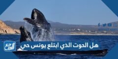 هل الحوت الذي ابتلع يونس حي 2025 3 هل الحوت الذي ابتلع يونس حي