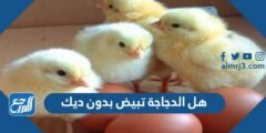 هل الدجاجة تبيض بدون ديك