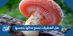 هل الفطريات تصنع غذائها بنفسها ؟ 2025 2 هل الفطريات تصنع غذائها بنفسها ؟