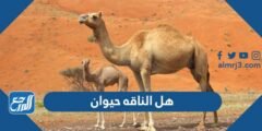 هل الناقه حيوان ام لا 2025 2 هل الناقه حيوان ام لا