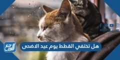 هل تختفي القطط يوم عيد الاضحى 2025 2 هل تختفي القطط يوم عيد الاضحى