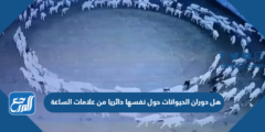 هل دوران الحيوانات حول نفسها دائريا من علامات الساعة 2025 2 هل دوران الحيوانات حول نفسها دائريا من علامات الساعة