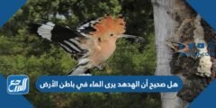 هل صحيح أن الهدهد يرى الماء في باطن الأرض 2025 3 هل صحيح أن الهدهد يرى الماء في باطن الأرض