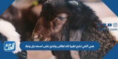 هي التي تذبح تقربا لله تعالى وتذبح على اسمه جل وعلا 2025 2 هي التي تذبح تقربا لله تعالى وتذبح على اسمه جل وعلا