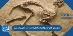 هي بقايا الحيوانات والنباتات التي عاشت منذ ملايين السنين 2025 1 هي بقايا الحيوانات والنباتات التي عاشت منذ ملايين السنين