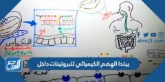 يبتدا الهضم الكيميائي للبروتينات داخل 2025