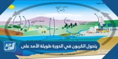 يتحول الكربون في الدورة طويلة الأمد على 2025 3 يتحول الكربون في الدورة طويلة الأمد على