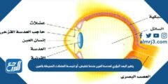 يتغبر البعد البؤري لعدسة العين عندما تنقبض، أو تنبسط العضلات المحيطة بالعين 2025 2 يتغبر البعد البؤري لعدسة العين عندما تنقبض، أو تنبسط العضلات المحيطة بالعين