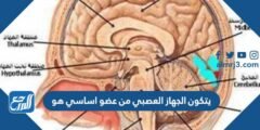 يتكون الجهاز العصبي من عضو اساسي هو 2025 3 يتكون الجهاز العصبي من عضو اساسي هو