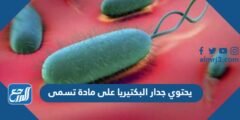 يحتوي جدار البكتيريا على مادة تسمى 2025 3 يحتوي جدار البكتيريا على مادة تسمى