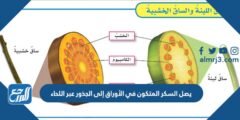 يصل السكر المتكون في الأوراق إلى الجذور عبر اللحاء 2025 3 يصل السكر المتكون في الأوراق إلى الجذور عبر اللحاء
