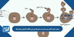 يمكن نشوء كائن حي جديد من نمو جانبي في الكائن الأصلي بواسطة ............... 2025 1 يمكن نشوء كائن حي جديد من نمو جانبي في الكائن الأصلي بواسطة ...............