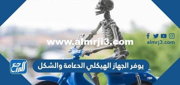 يوفر الجهاز الهيكلي الدعامة والشكل