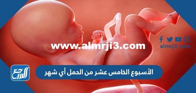 الأسبوع الخامس عشر من الحمل أي شهر