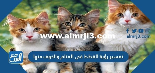 تفسير رؤية القطط في المنام والخوف منها