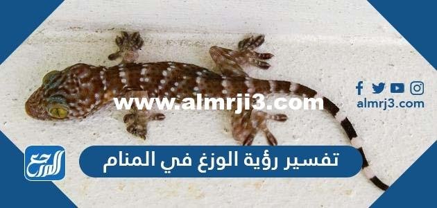 تفسير رؤية الوزغ في المنام لابن سيرين وابن شاهين والنابلسي والإمام الصادق 2025 3 تفسير رؤية الوزغ في المنام