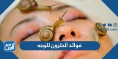فوائد الحلزون للوجه