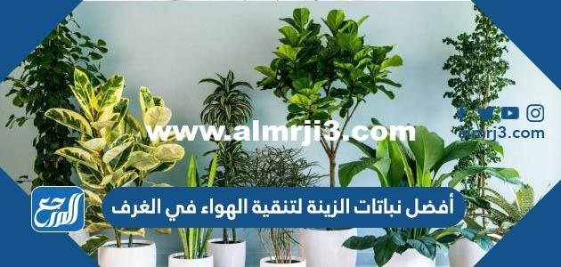 أفضل نباتات الزينة لتنقية الهواء في الغرف