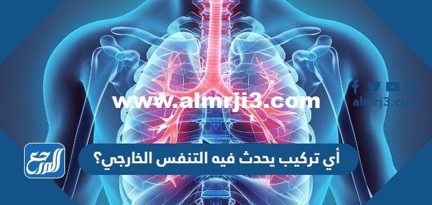 أي تركيب يحدث فيه التنفس الخارجي؟ 2025 2 أي تركيب يحدث فيه التنفس الخارجي؟