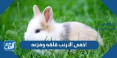 اخفى الارنب قلقه وفزعه - 2025 2 اخفى الارنب قلقه وفزعه - موقع المرجع