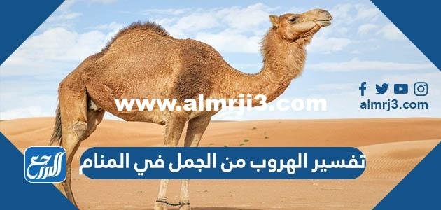 تفسير الهروب من الجمل في المنام للعزباء والمتزوجة والحامل 2025 2 تفسير الهروب من الجمل في المنام للعزباء والمتزوجة والحامل