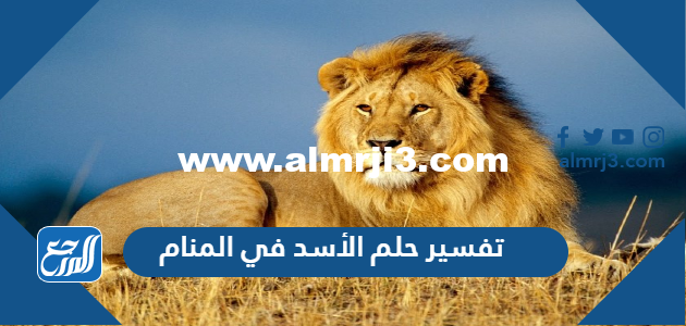 تفسير حلم الأسد في المنام للعزباء والمتزوجة والحامل 2025 1 تفسير حلم الأسد في المنام للعزباء والمتزوجة والحامل