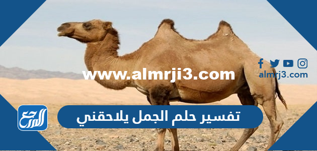 تفسير حلم الجمل يلاحقني في المنام للعزباء والمتزوجة والحامل