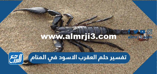 تفسير حلم العقرب الاسود في المنام للعزباء والمتزوجة والحامل 2025 2 تفسير حلم العقرب الاسود في المنام للعزباء والمتزوجة والحامل