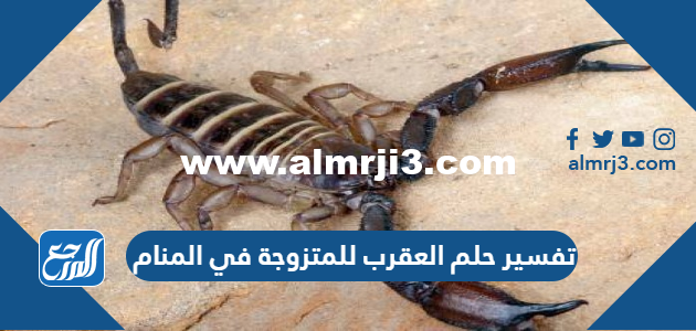 تفسير حلم العقرب للمتزوجة في المنام لابن سيرين والنابلسي