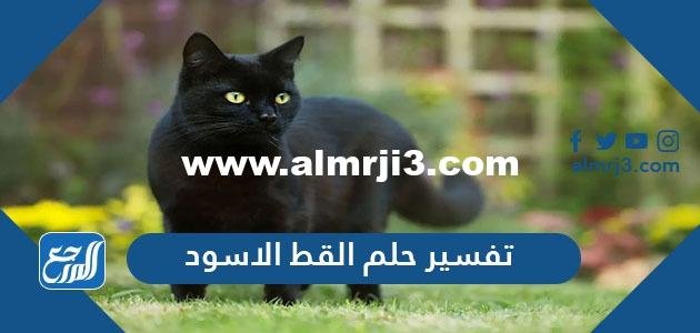 تفسير حلم القط الاسود في المنام للعزباء والمتزوجة والحامل