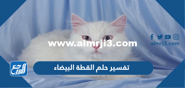 تفسير حلم القطة البيضاء في المنام للعزباء والمتزوجة والحامل 2025 1 تفسير حلم القطة البيضاء في المنام للعزباء والمتزوجة والحامل