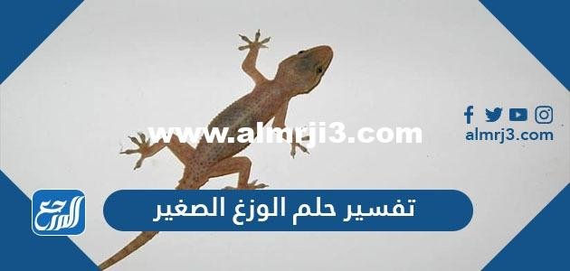تفسير حلم الوزغ الصغير في المنام العزباء والمتزوجة والحامل