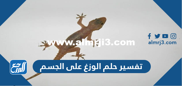 تفسير حلم الوزغ على الجسم في المنام للعبزباء والمتزوجة والحامل 2025 2 تفسير حلم الوزغ على الجسم في المنام للعبزباء والمتزوجة والحامل
