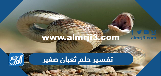 تفسير حلم ثعبان صغير في المنام للعزباء والمتزوجة والحامل