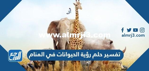 تفسير حلم رؤية الحيوانات في المنام للعزباء والمتزوجة والحامل 2025 2 تفسير حلم رؤية الحيوانات في المنام للعزباء والمتزوجة والحامل