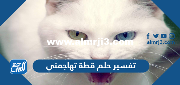 تفسير حلم قطة تهاجمني في المنام للعزباء والمتزوجة والحامل